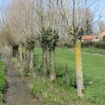 Les saules têtards bordent la rivière du Loquin, affluent de la Hem